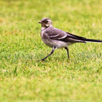 sh19-kazin (6).jpg sh19-kazin (6).jpg